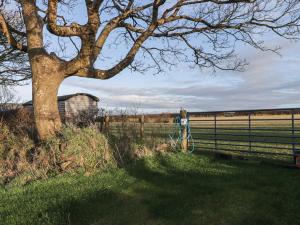 a fence and a tree next to a field at Rhosgranog Shepherds Hut in Haverfordwest