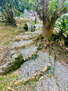 a bench sitting under a tree next to a tree at Casita Orquidea in Resolution