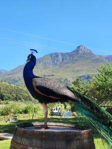 a peacock standing on top of a barrel at The Hamlet in Swellendam