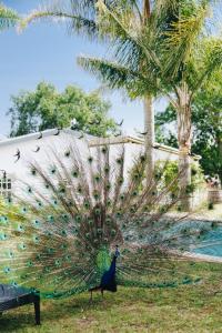 a peacock standing on the grass next to a bench at The Hamlet in Swellendam