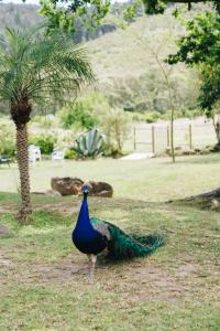 a peacock standing in the grass next to a tree at The Hamlet in Swellendam +11 photos