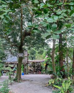 a group of trees in front of a building at Uwak Gallery in Zambales