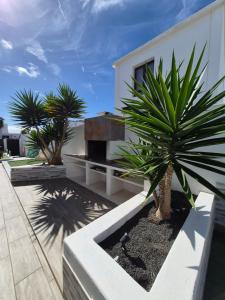 a palm tree in a planter next to a building at Casa Sunny in Yaiza