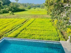 a swimming pool in front of a rice field at Casa Monkey 28 in Bentota