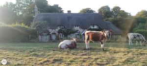 a group of cows in a field in front of a house at The Cottage in Fyfield