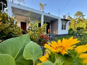 a yellow flower in front of a house at Mist Cave Ella in Etimale