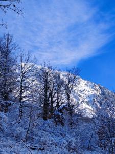 a snow covered mountain with trees in front of it at Boga Chalet in Bogë +74 photos