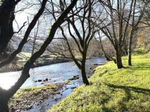 a group of ducks swimming in a river with trees at gite du navech in Camjac