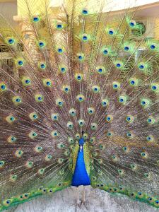 a peacock with its feathers on its back with at La Ensenada Beach Resort in Tela +127 photos