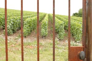 Zahrada ubytování Au Coeur Des Vignes