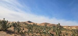 a field of plants with sand dunes in the background at Desert feet in Mhamid