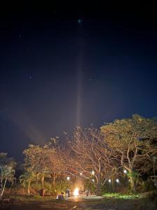 a group of trees in a park at night at This is Okinawa Nature Stay Yanbaru Forest in Motobu