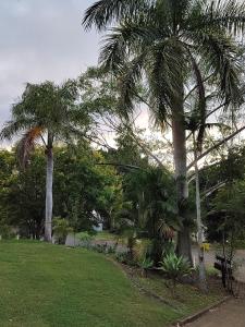 a group of palm trees in a park with grass at Three Palms in Kooralbyn
