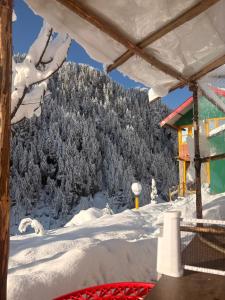 Gallery image of The Wyld - Cabins by Dotlife in Banjār