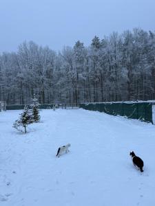 two cats are walking in the snow at Ranczo pod dębami in Wola Smolana