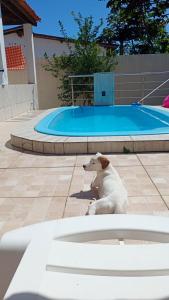 Ein Hund sitzt vor einem Swimmingpool in der Unterkunft NuHostel in Conde