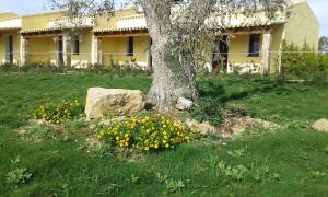 a tree with yellow flowers in front of a building at Agriturismo Is Solinas in Masainas