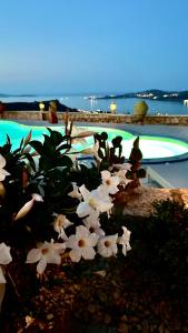 a bunch of white flowers in front of a pool at Villa Ventu di Mari, vista mozzafiato su Caprera e sulle Isole, Piscina Riscaldata in Costa Smeralda in Cannigione