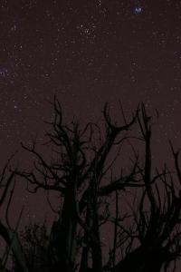 a tree under a night sky with stars at Seet Room in Bilād Sayt