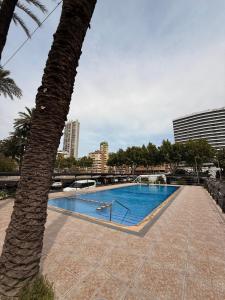 ein großer Swimmingpool neben einer Palme in der Unterkunft Las Damas Piso18 in Benidorm