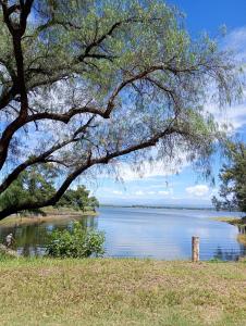 a large tree hanging over a body of water at Refugio Amaicha in Embalse