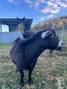 a black goat standing in the grass near a fence at Mulla Villa Farm cottage 1 in Wollombi