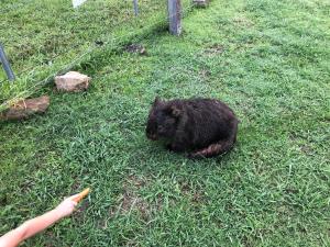 a small black bear laying in the grass at Mulla Villa Farm cottage 1 in Wollombi