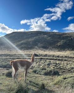 a llama standing in a field with a mountain at Cabañita Coyhaique in El Cerrillo