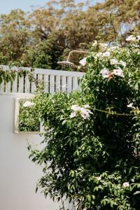 ein weißer Zaun mit einem Busch rosa Blüten in der Unterkunft Studio 34 - Nelson Bay in Nelson Bay