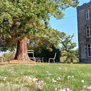 a tree with a chair in a field next to a building at Le Manoir du Châtelier in Bressuire +7 photos