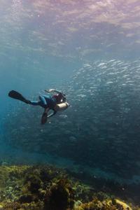 a person swimming in the ocean with a school of fish at Atauro Dive Resort in Beloi +110 photos