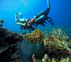 a person is scuba diving over a coral reef at Atauro Dive Resort in Beloi