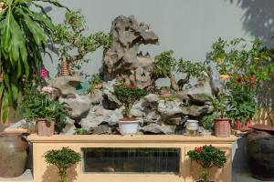 a bunch of potted plants sitting on top of a cabinet at ThuAn Homestay Hoa Lư in Ða Gia