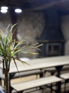 a potted plant sitting on top of a table at Casa rural ‘’La Nuestra’’ in Bercimuel +67 photos