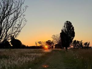a tree on a field with the sunset in the background at The House On The Hill in Lanseria +9 photos