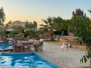 two swans walking by a pool with tables and chairs at Cafour House Siwa - Hot Spring in Siwa