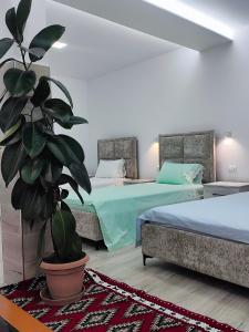 a bedroom with two beds and a potted plant at Sokaku Apartment in Gjirokastër