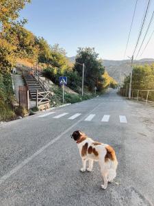 a brown and white dog standing in the middle of a road at Malishka Eco Villas