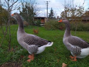 two geese standing in the grass in a yard at Belle villa in Bourg-de-Péage