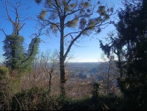 a tree on a hill with a view at Chambre proche Zénith et Centre ville in Nancy