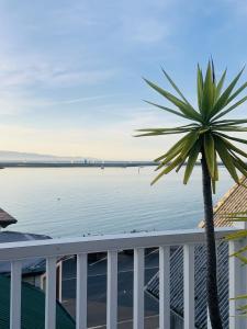a palm tree on a balcony overlooking the water at Nelson Harbour View in Nelson