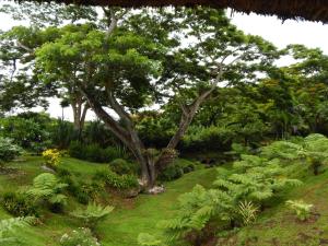 a garden with a tree and some plants at Taveuni Dive Resort in Waiyevo