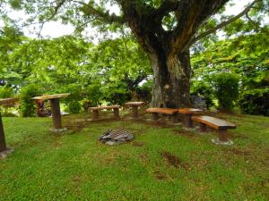 a group of benches sitting under a tree in a park at Taveuni Dive Resort in Waiyevo