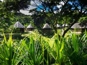 a group of huts in a field with grass at Taveuni Dive Resort in Waiyevo
