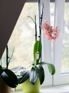 a green vase with flowers on a window sill at Katyca Apartman in Balatonfüred