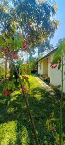 a small tree in the yard of a house at Verdant Vagamon Farm House in Vagamon