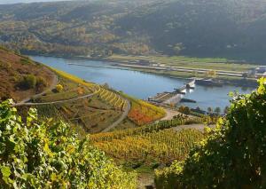 a view of a river with a bunch of vines at Wanderer und Radlerzimmer in Lieser