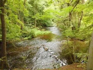 a stream in the middle of a forest at Apartment Turmwohnung by Interhome in Kuchelmiß