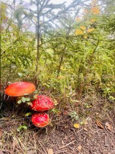 three red mushrooms on the ground in a field at Little Sven#s House in Mellansel