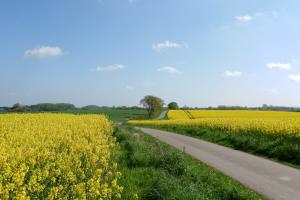 a road through a field of yellow flowers at Appartement Reethus Koppelkiek - kompakt & gemütlich mit Terrasse in Husby